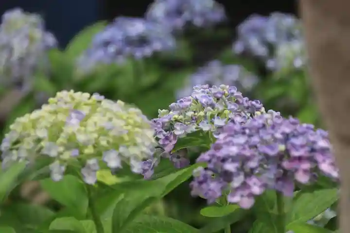 豊景神社の自然