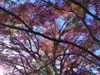 古知谷阿弥陀寺の自然