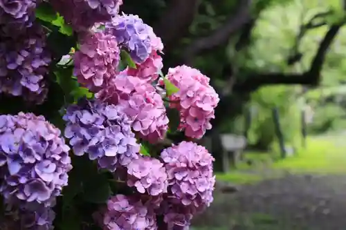 梅宮大社(京都府)