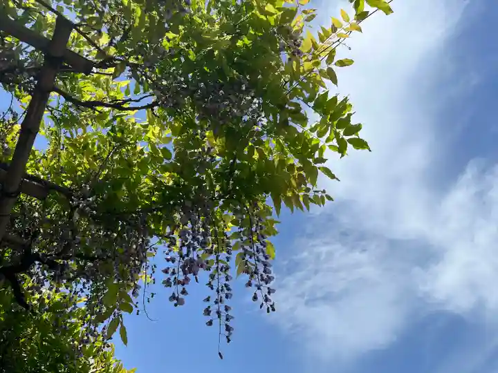 亀戸天神社の自然