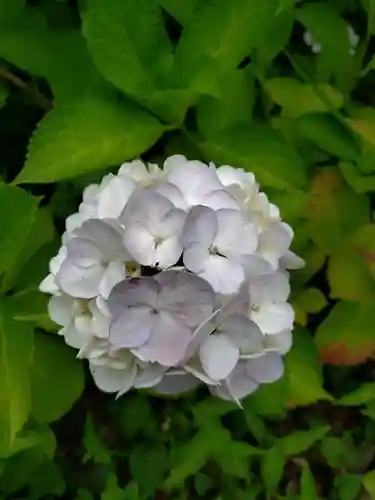 白金氷川神社(東京都)