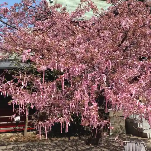 桜神宮(東京都)