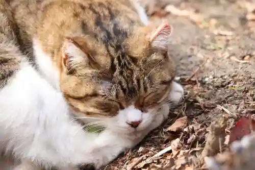 玉野御嶽神社(愛知県)