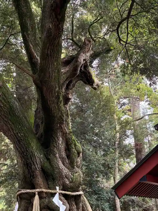 大杉神社の{uncategorized: "未分類", other: "その他", undefined: "問題あり", building: "その他建物", grave: "お墓", sacred_gate: "鳥居", guardian: "狛犬", statue: "像", buddha: "仏像", history: "歴史", nature: "自然", garden: "庭園", animal: "動物", pagoda: "塔", temizu: "手水舎", mountain_gate: "山門・神門", sanctuary: "本殿・本堂", subordinate: "末社・摂社", art: "芸術", scenery: "景色", jizo: "地蔵", ema: "絵馬", goshuin: "御朱印", omikuji: "おみくじ", items: "授与品その他", amulet: "お守り", goshuincho: "御朱印帳", eats: "食事", festival: "お祭り", votive_dance: "神楽", shichigosan: "七五三参", wedding: "結婚式", experience: "体験その他", initially: "初詣", around: "周辺", anti_infection: "感染症対策"}
