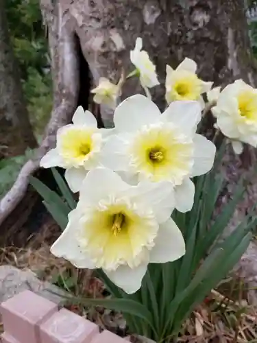 鷺宮八幡神社の自然