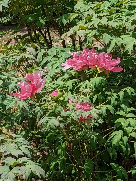 建仁寺(建仁禅寺)(京都府)