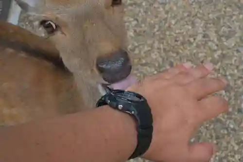 春日大社の動物