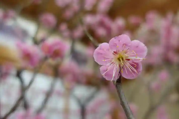 菅原天満宮(菅原神社)の芸術