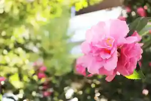 くまくま神社(導きの社 熊野町熊野神社)の自然(2021年11月17日(水) 19時05分24秒投稿)