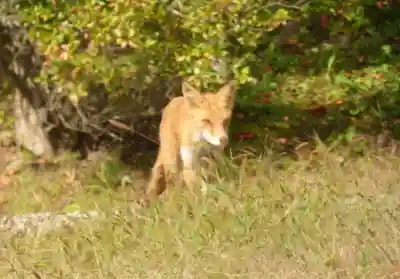 留辺蘂神社の動物