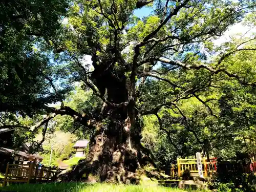 蒲生八幡神社(鹿児島県)