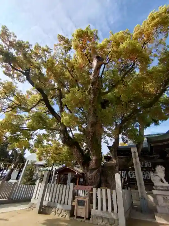 石切劔箭神社の{uncategorized: "未分類", other: "その他", undefined: "問題あり", building: "その他建物", grave: "お墓", sacred_gate: "鳥居", guardian: "狛犬", statue: "像", buddha: "仏像", history: "歴史", nature: "自然", garden: "庭園", animal: "動物", pagoda: "塔", temizu: "手水舎", mountain_gate: "山門・神門", sanctuary: "本殿・本堂", subordinate: "末社・摂社", art: "芸術", scenery: "景色", jizo: "地蔵", ema: "絵馬", goshuin: "御朱印", omikuji: "おみくじ", items: "授与品その他", amulet: "お守り", goshuincho: "御朱印帳", eats: "食事", festival: "お祭り", votive_dance: "神楽", shichigosan: "七五三参", wedding: "結婚式", experience: "体験その他", initially: "初詣", around: "周辺", anti_infection: "感染症対策"}