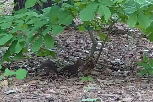 北海道神宮の動物