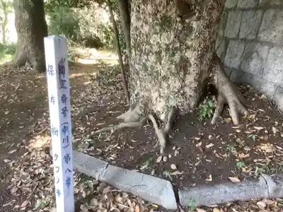 国玉神社・八劔社合殿の自然