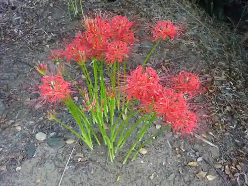 春日神社の自然
