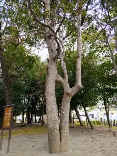 鹿島神社（大林鹿島神社）の自然