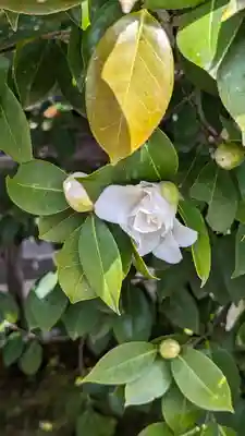 賀茂御祖神社（下鴨神社）(京都府)