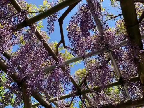 亀戸天神社の自然