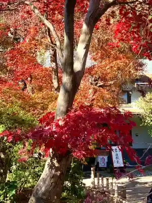 本土寺(千葉県)