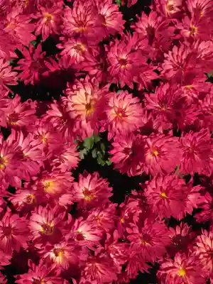 寒川神社(神奈川県)