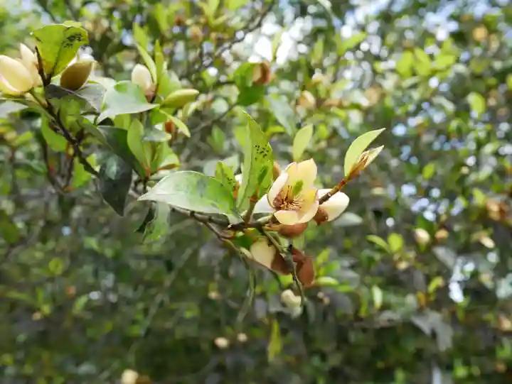 高家神社の自然