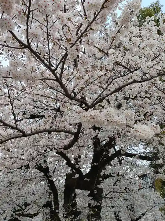 靖國神社の自然