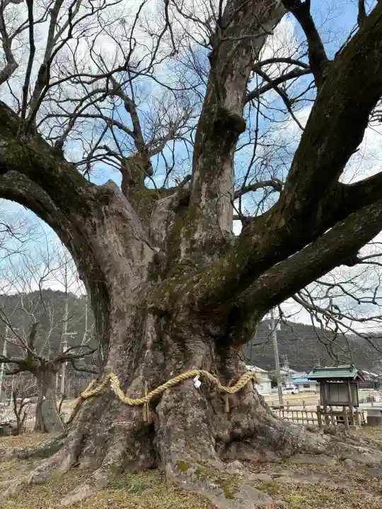 蟻無神社の自然