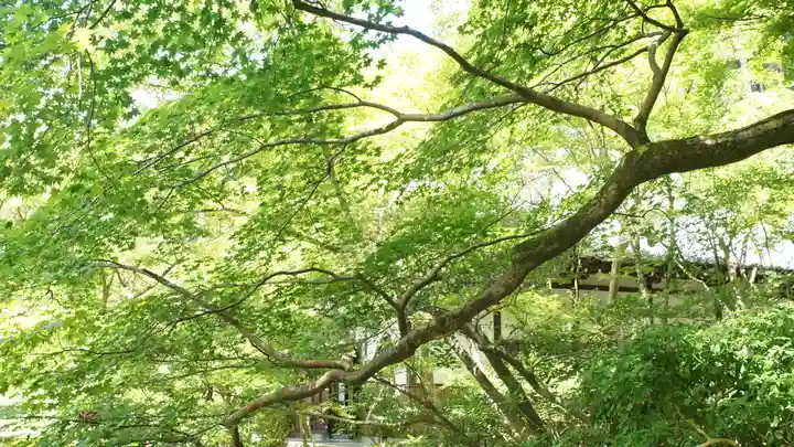 圓光寺(京都府)