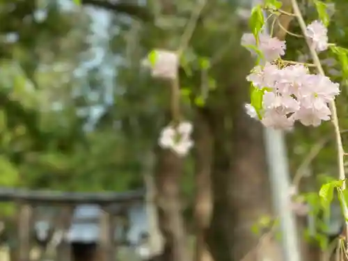 山家神社の自然
