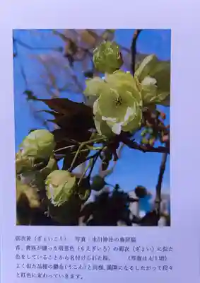 相模原氷川神社(神奈川県)