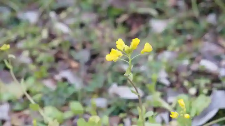 平野神社(京都府)