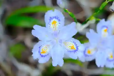 善峯寺(京都府)