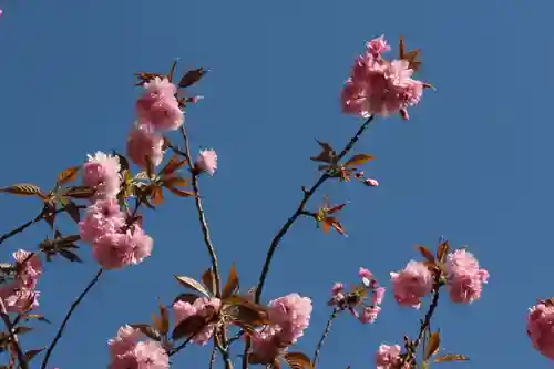 国宝 大法寺の自然