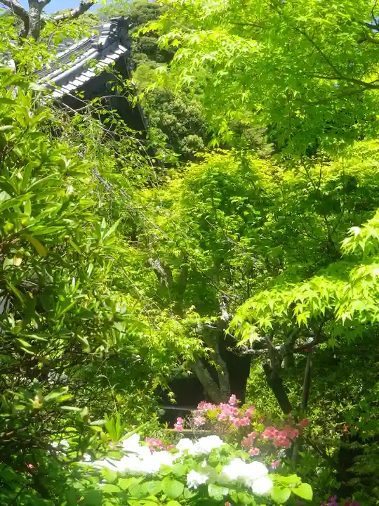 浄光明寺の自然