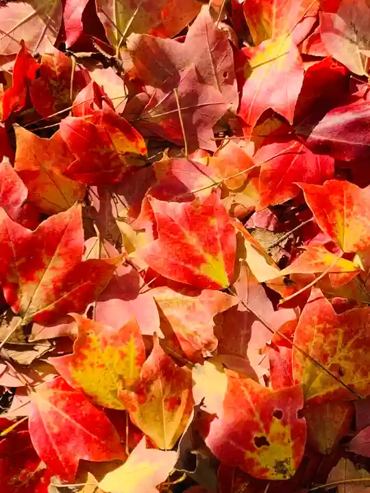 土津神社|こどもと出世の神さまの自然