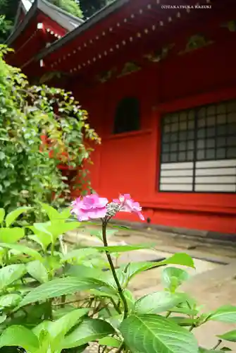 江島神社の自然