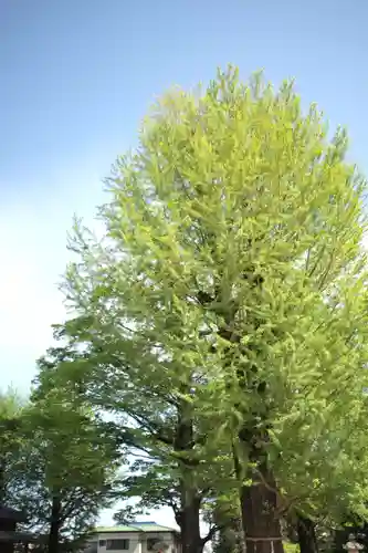 春日部八幡神社の自然