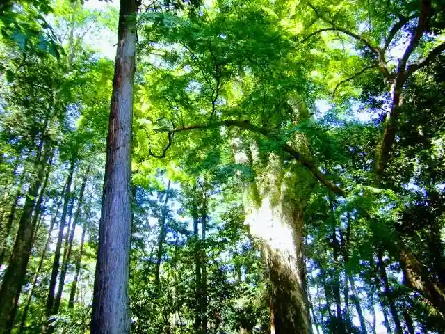 胎安神社の自然