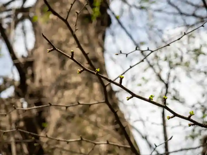 赤坂氷川神社(東京都)