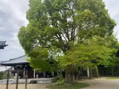 大安寺　嘶堂の{uncategorized: "未分類", other: "その他", undefined: "問題あり", building: "その他建物", grave: "お墓", sacred_gate: "鳥居", guardian: "狛犬", statue: "像", buddha: "仏像", history: "歴史", nature: "自然", garden: "庭園", animal: "動物", pagoda: "塔", temizu: "手水舎", mountain_gate: "山門・神門", sanctuary: "本殿・本堂", subordinate: "末社・摂社", art: "芸術", scenery: "景色", jizo: "地蔵", ema: "絵馬", goshuin: "御朱印", omikuji: "おみくじ", items: "授与品その他", amulet: "お守り", goshuincho: "御朱印帳", eats: "食事", festival: "お祭り", votive_dance: "神楽", shichigosan: "七五三参", wedding: "結婚式", experience: "体験その他", initially: "初詣", around: "周辺", anti_infection: "感染症対策"}