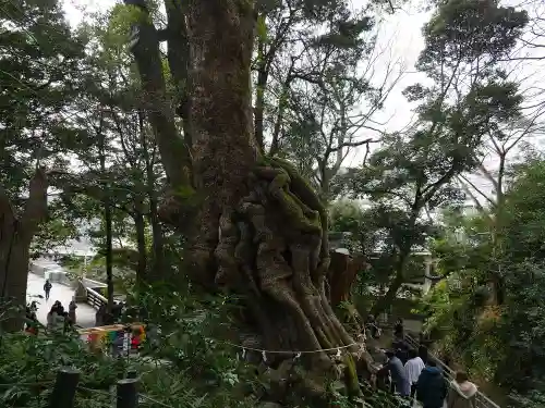來宮神社の自然