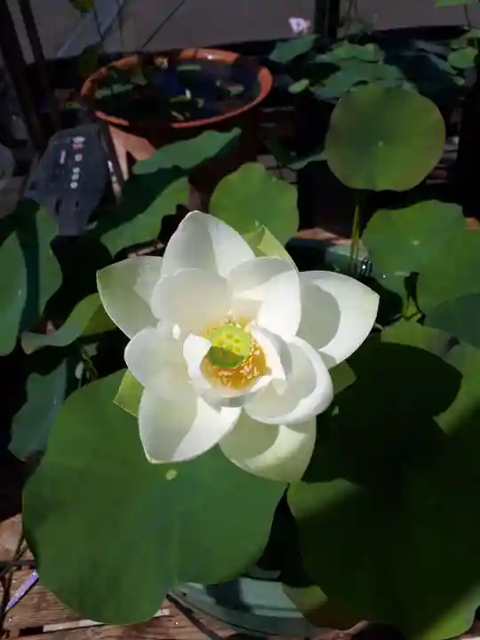 極楽山 浄土寺の自然