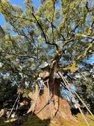 大楠神社の自然