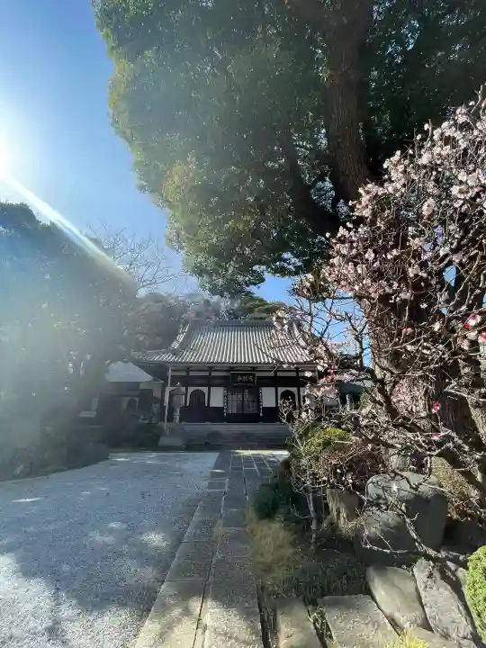 成願寺の{uncategorized: "未分類", other: "その他", undefined: "問題あり", building: "その他建物", grave: "お墓", sacred_gate: "鳥居", guardian: "狛犬", statue: "像", buddha: "仏像", history: "歴史", nature: "自然", garden: "庭園", animal: "動物", pagoda: "塔", temizu: "手水舎", mountain_gate: "山門・神門", sanctuary: "本殿・本堂", subordinate: "末社・摂社", art: "芸術", scenery: "景色", jizo: "地蔵", ema: "絵馬", goshuin: "御朱印", omikuji: "おみくじ", items: "授与品その他", amulet: "お守り", goshuincho: "御朱印帳", eats: "食事", festival: "お祭り", votive_dance: "神楽", shichigosan: "七五三参", wedding: "結婚式", experience: "体験その他", initially: "初詣", around: "周辺", anti_infection: "感染症対策"}