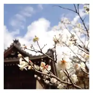 岐阜稲荷山本社の自然(2022年03月14日(月) 14時44分15秒投稿)