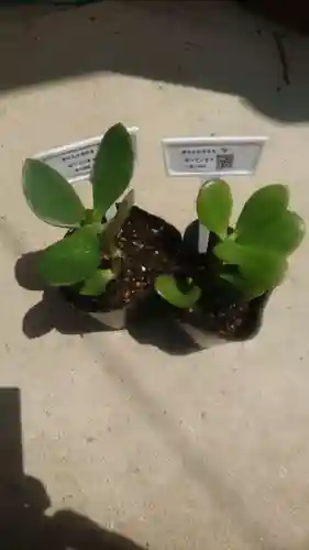 金持神社(鳥取県)