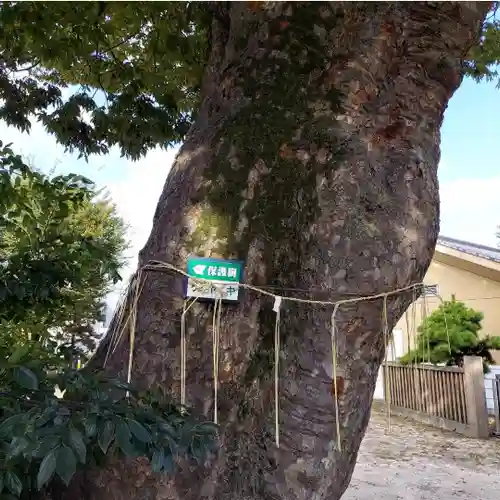 豊田神社の自然