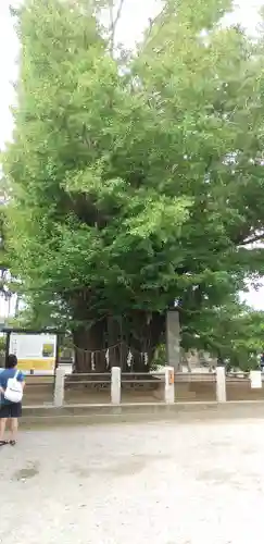 葛飾八幡宮(千葉県)