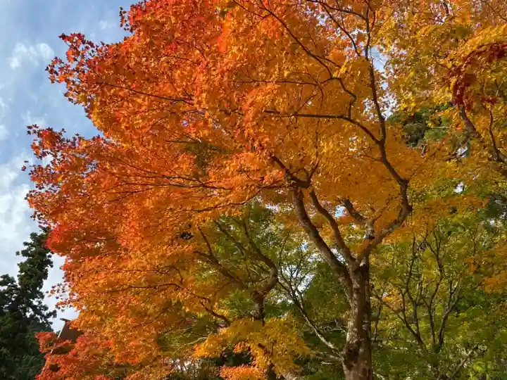 比叡山延暦寺の自然