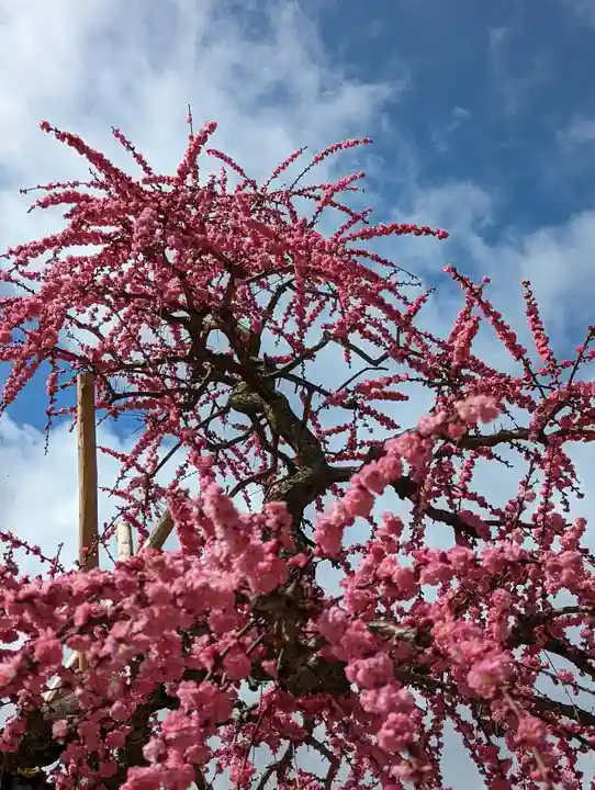 三室戸寺(京都府)